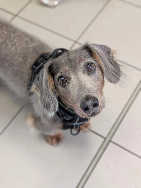 Lincoln, male senior Dachshund for adoption at National Animal Welfare Trust, Watford