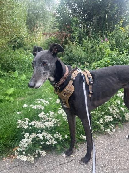 Bernie, female 5yo Greyhound for adoption at National Animal Welfare Trust, Watford
