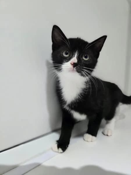 Tahini (& Marmite), female puppy Mixed Breed Cat for adoption at National Animal Welfare Trust, Watford