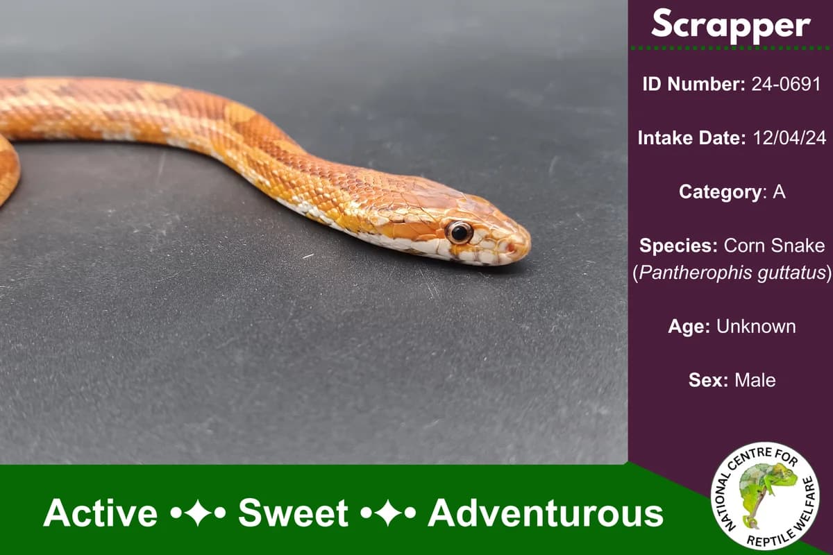 Scrapper, Corn Snake for adoption at National Centre for Reptile Welfare