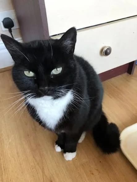 DAISY, female 6yo Mixed Breed for adoption at New Beginnings Cat Rescue & Rehoming
