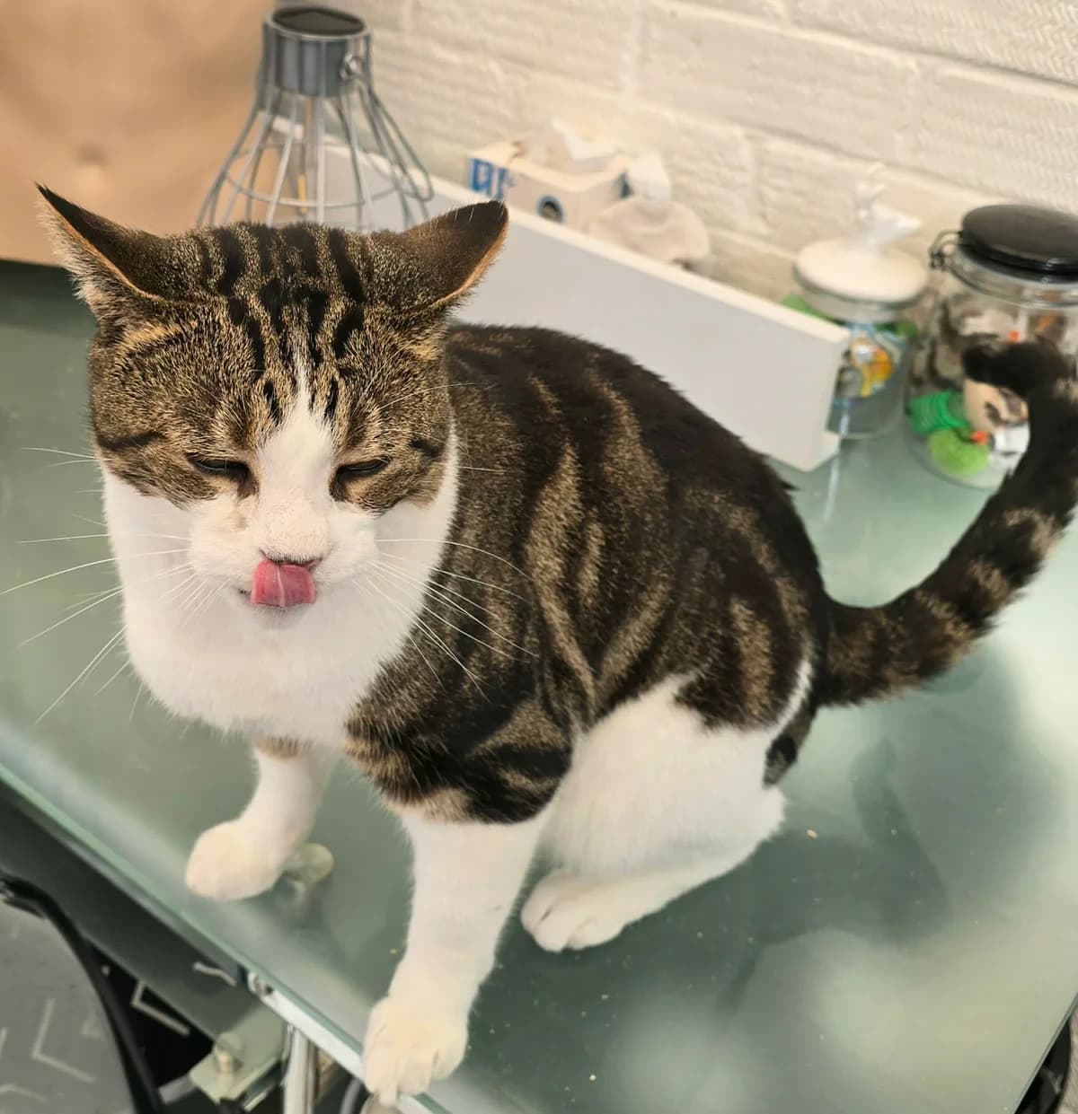 MAX AND LUCA, male 3yo Mixed Breed for adoption at New Beginnings Cat Rescue & Rehoming