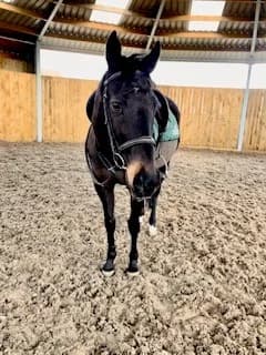 Twiggy Under Assessment, senior mixed breed for adoption at New Beginnings Horses
