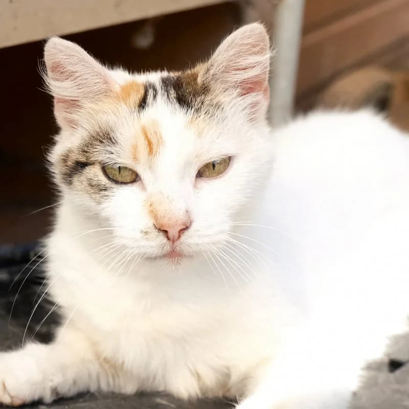 MOLLY, female senior Mixed Breed for adoption at Newbridge Cat Rescue and Rehoming Centre