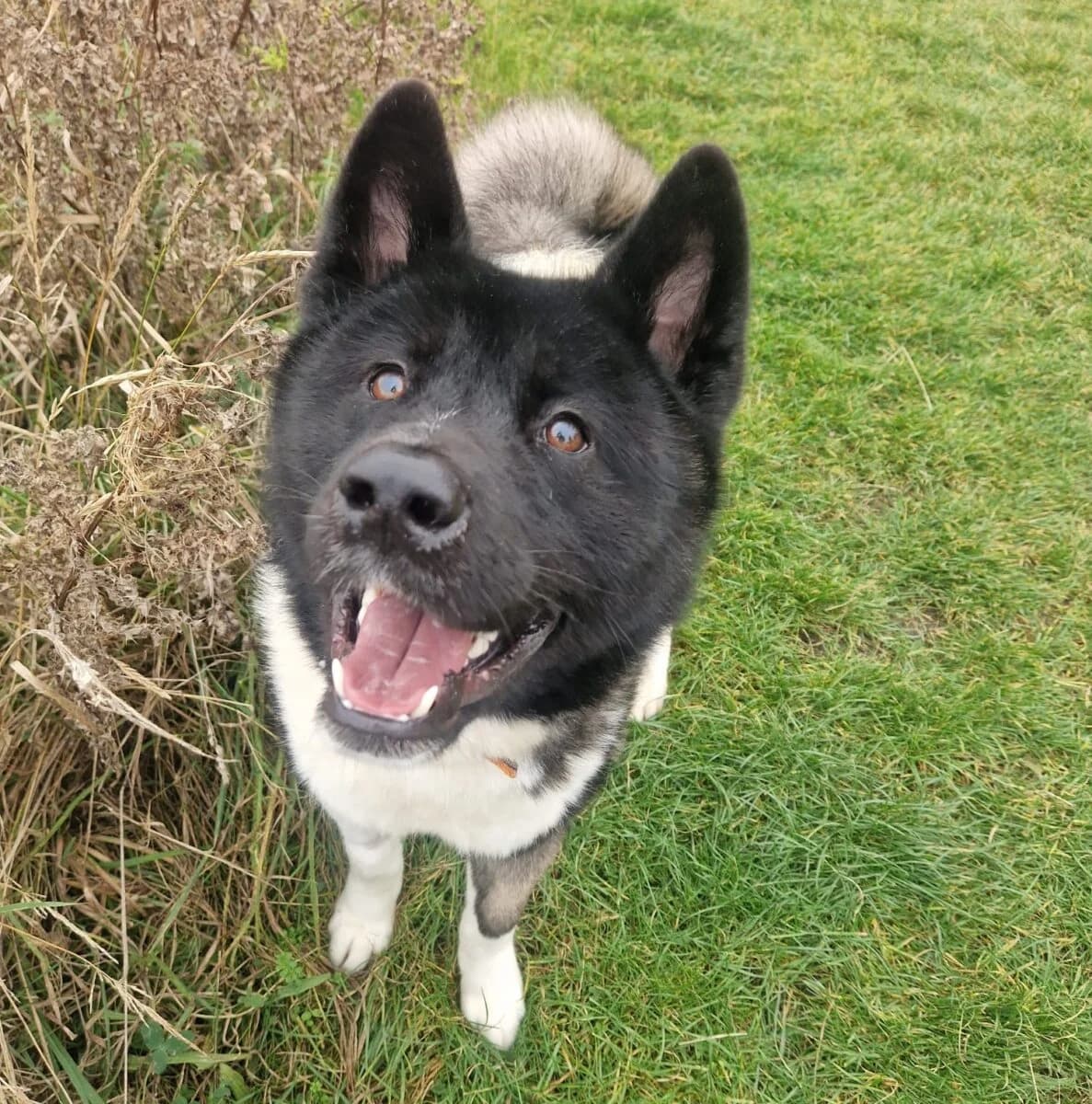 Andy, male 6yo Akita for adoption at Newcastle Dog and Cat Shelter, Newcastle