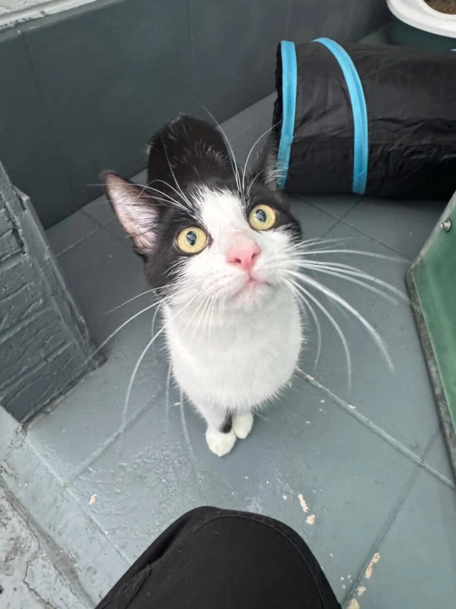 Asa, male young Mixed Breed for adoption at Newcastle Dog and Cat Shelter, Newcastle