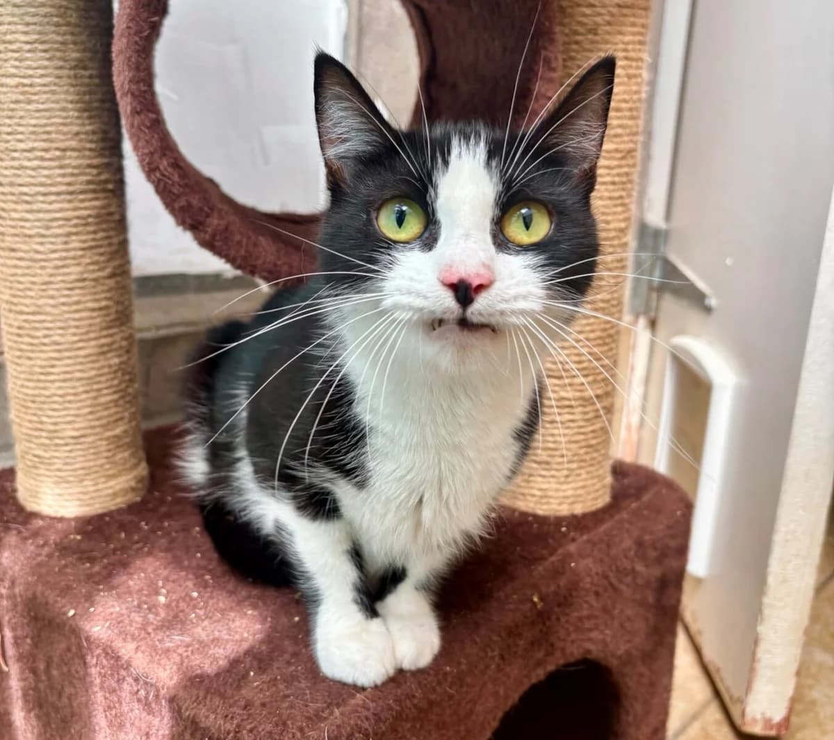 Audrey, female young Mixed Breed for adoption at Newcastle Dog and Cat Shelter, Newcastle