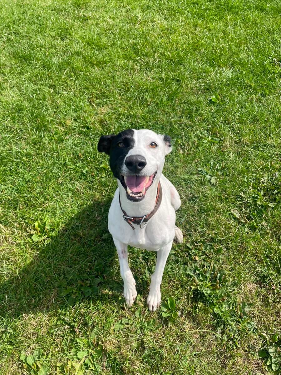 Bella, female 5yo Lurcher for adoption at Newcastle Dog and Cat Shelter, Newcastle