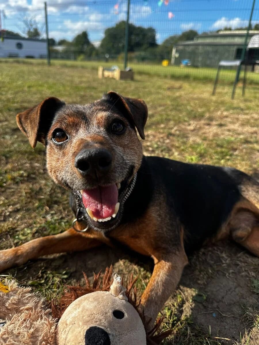Benji, male 7yo mixed breed for adoption at Newcastle Dog and Cat Shelter, Newcastle