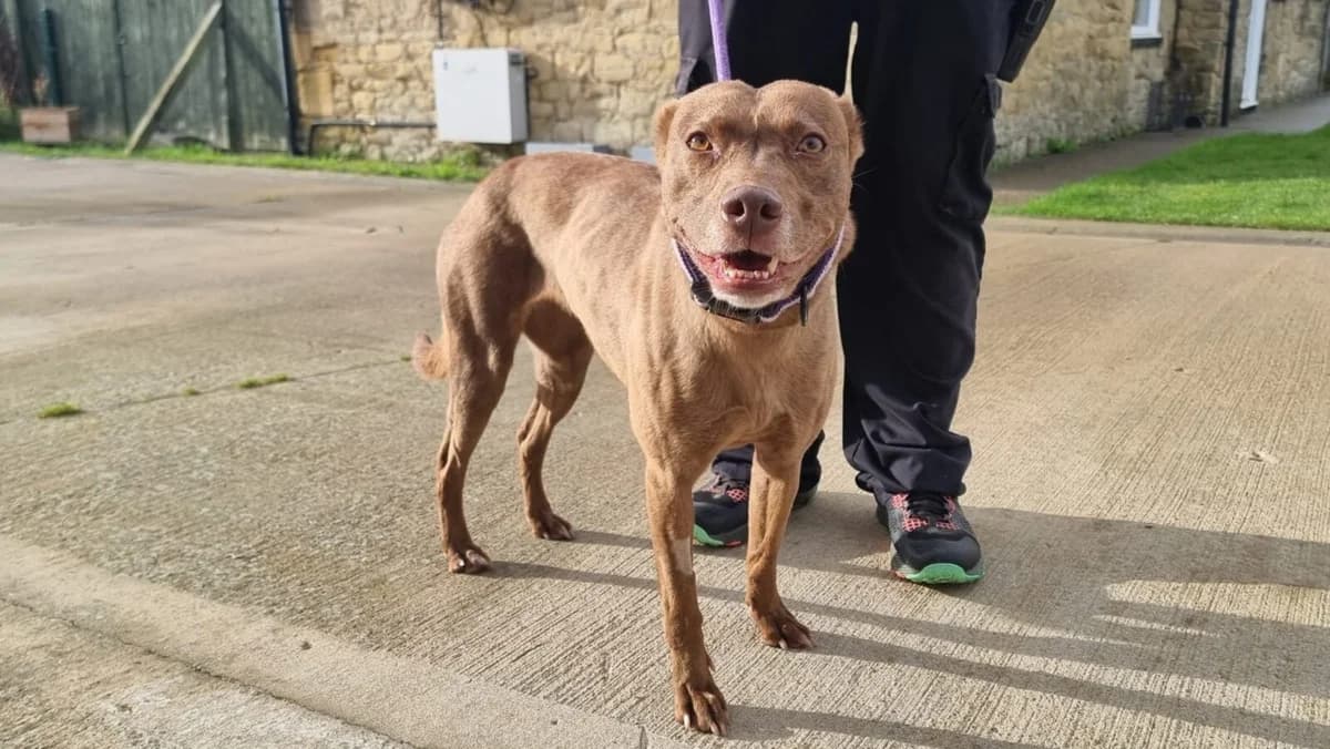 Cherry, female 7yo Mixed Breed for adoption at Newcastle Dog and Cat Shelter, Newcastle