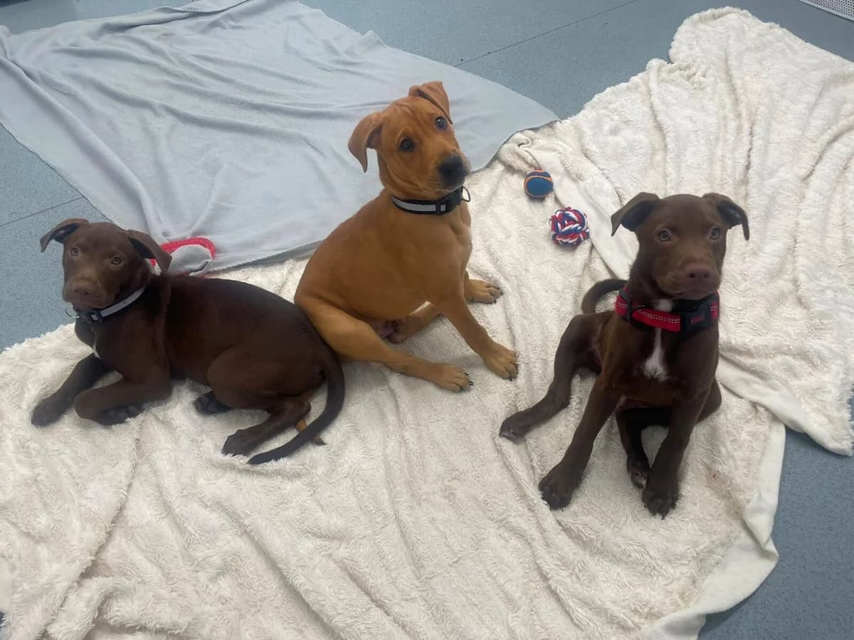 Crossbreed Puppies, puppy Mixed Breed for adoption at Newcastle Dog and Cat Shelter, Newcastle