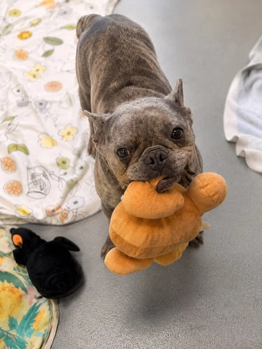 Egg, female 7yo English Bulldog for adoption at Newcastle Dog and Cat Shelter, Newcastle