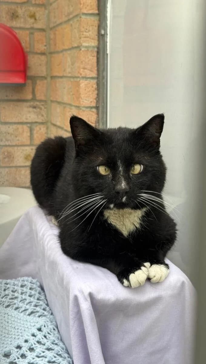 Franklin, male senior Mixed Breed for adoption at Newcastle Dog and Cat Shelter, Newcastle
