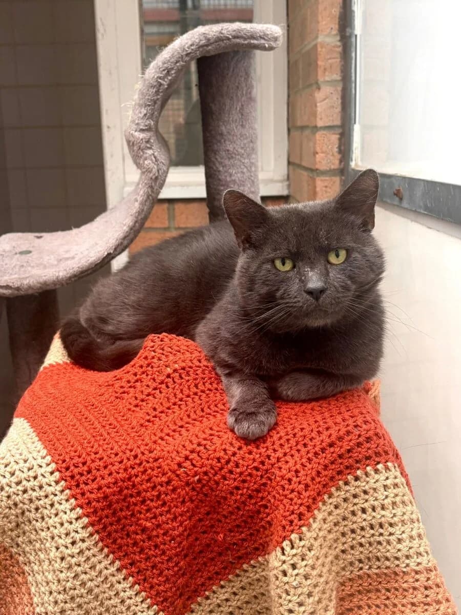 Gunther, male 3yo Mixed Breed for adoption at Newcastle Dog and Cat Shelter, Newcastle