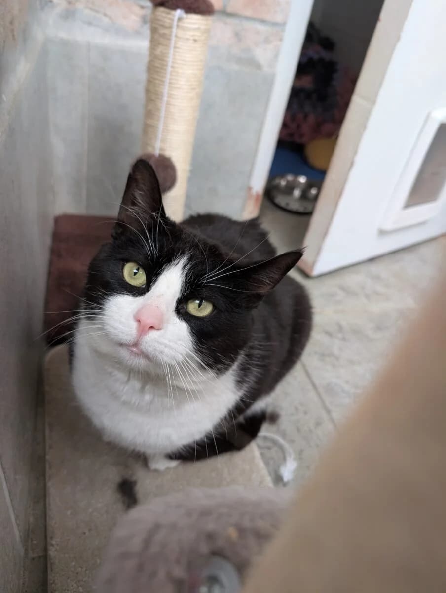 Hemingway, male Mixed Breed for adoption at Newcastle Dog and Cat Shelter, Newcastle