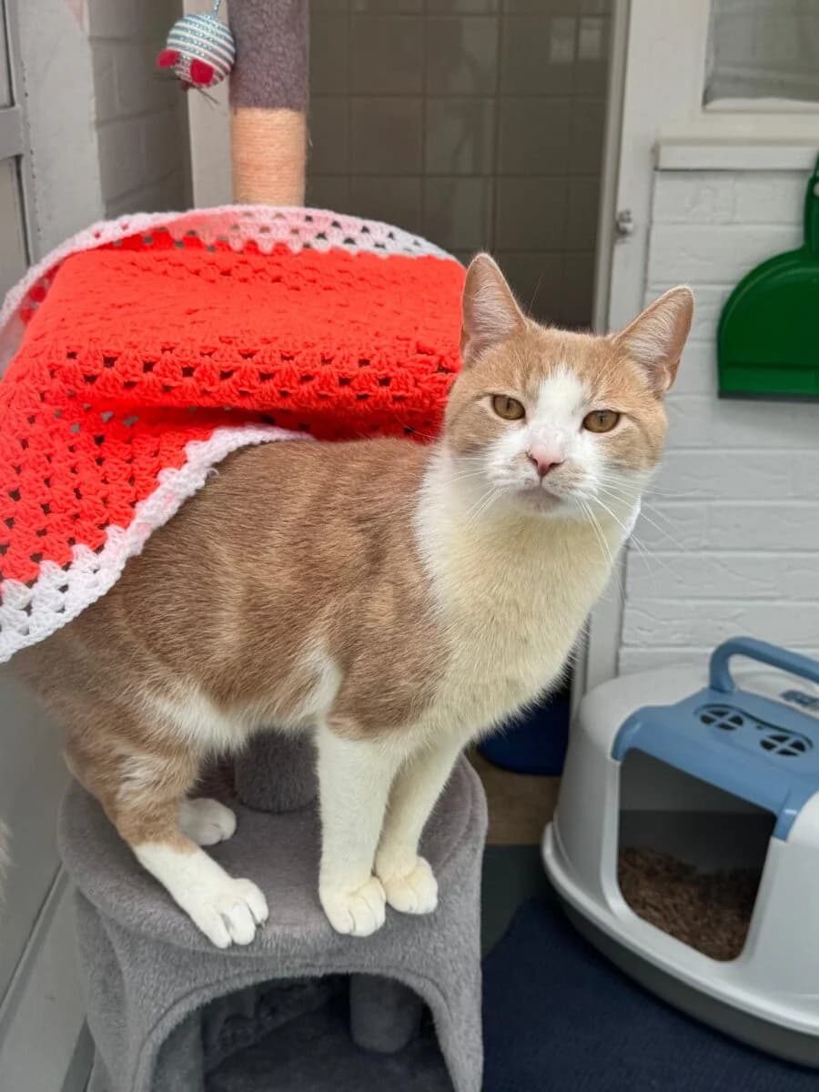 Jeff, male young mixed breed for adoption at Newcastle Dog and Cat Shelter, Newcastle