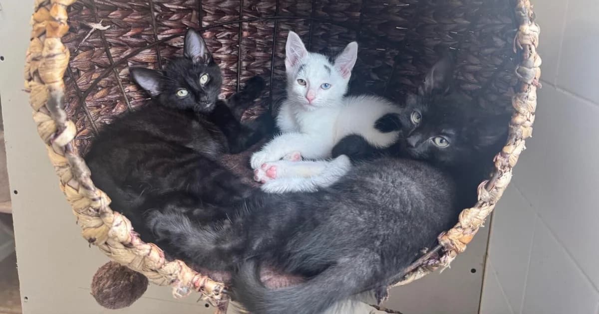 Kittens, puppy Mixed Breed for adoption at Newcastle Dog and Cat Shelter, Newcastle