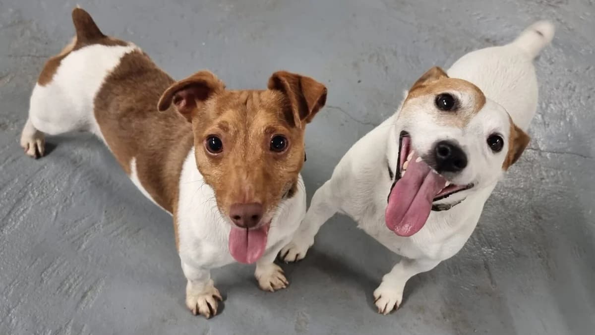Marcus & Milo, male Jack Russell Terrier for adoption at Newcastle Dog and Cat Shelter, Newcastle