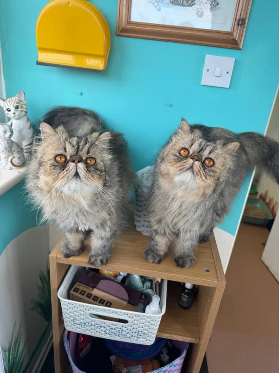 Mickey & Eric, male Mixed Breed for adoption at Newcastle Dog and Cat Shelter, Newcastle