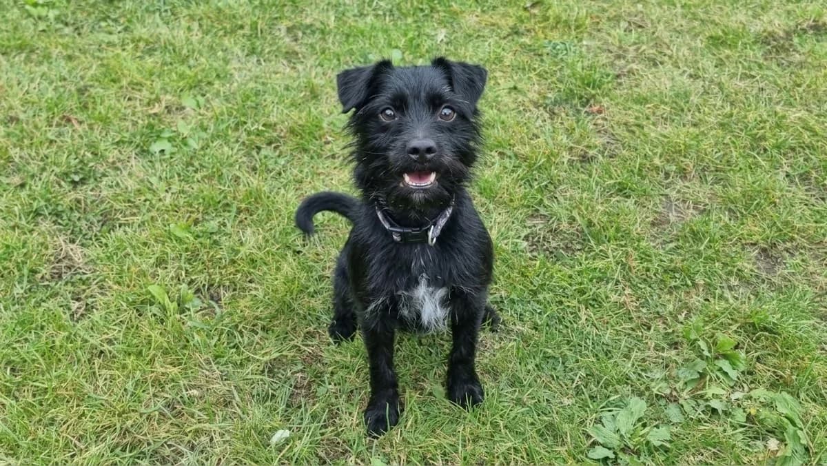 Milo, male 7yo Patterdale Terrier for adoption at Newcastle Dog and Cat Shelter, Newcastle