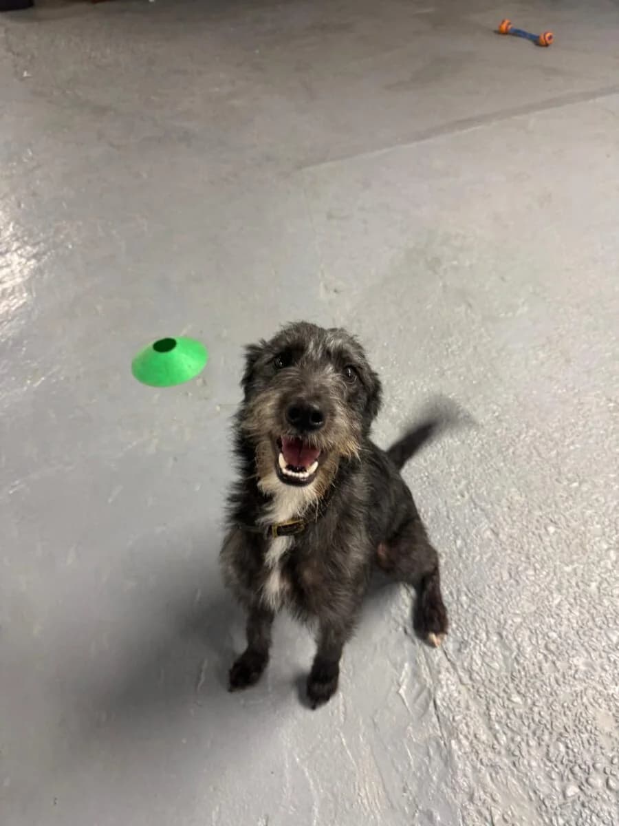 Ozzy, male young Lurcher for adoption at Newcastle Dog and Cat Shelter, Newcastle
