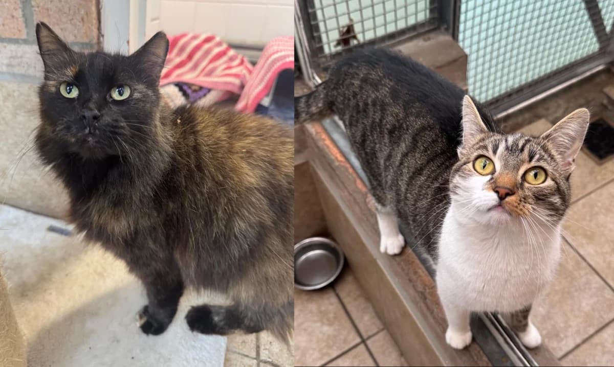 Porsha & Rosie, female 3yo Mixed Breed for adoption at Newcastle Dog and Cat Shelter, Newcastle