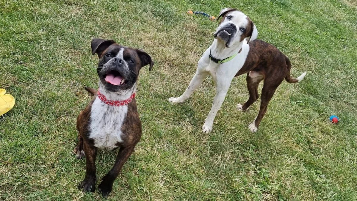 Ruddy & Sahara, female 3yo English Bulldog for adoption at Newcastle Dog and Cat Shelter, Newcastle
