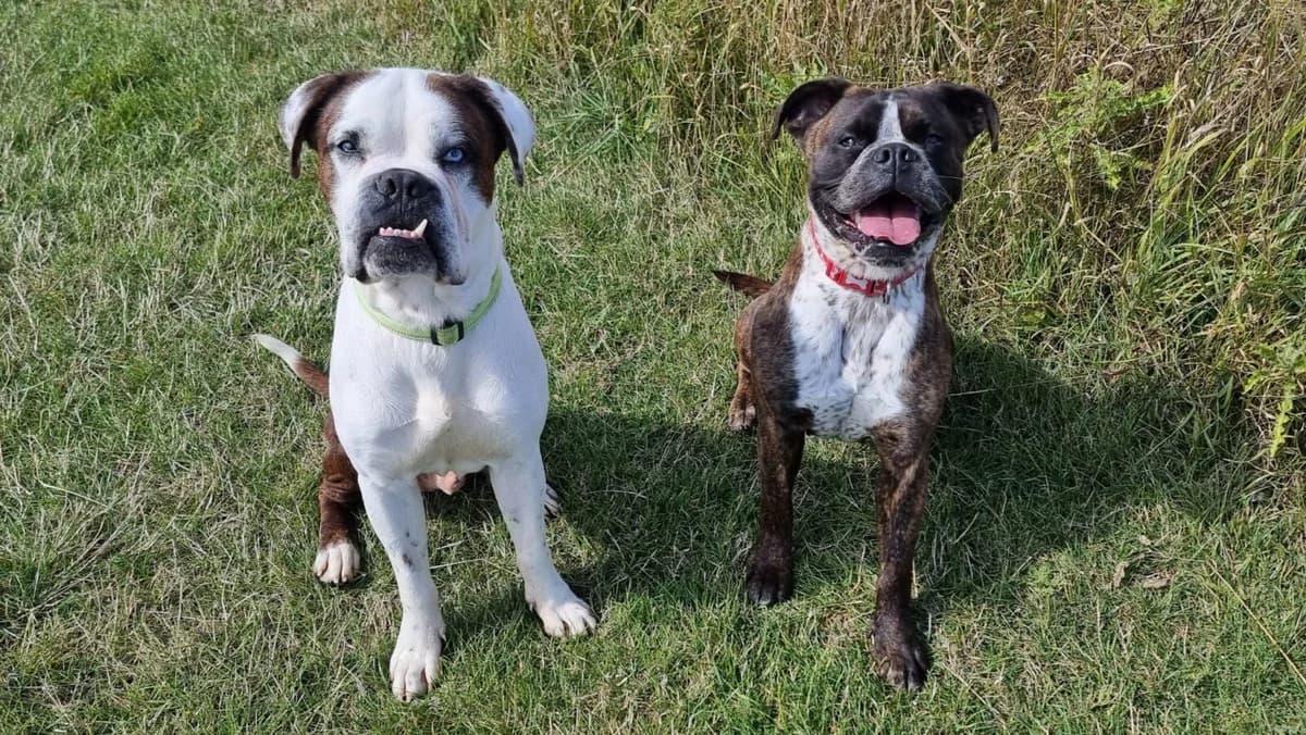 Ruddy & Sahara, female 3yo English Bulldog for adoption at Newcastle Dog and Cat Shelter, Newcastle