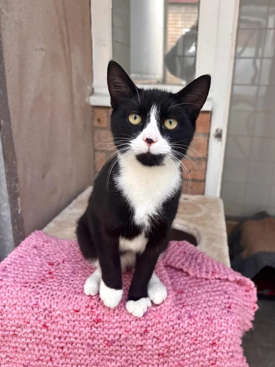 Rupert-Jones, male puppy Mixed Breed for adoption at Newcastle Dog and Cat Shelter, Newcastle