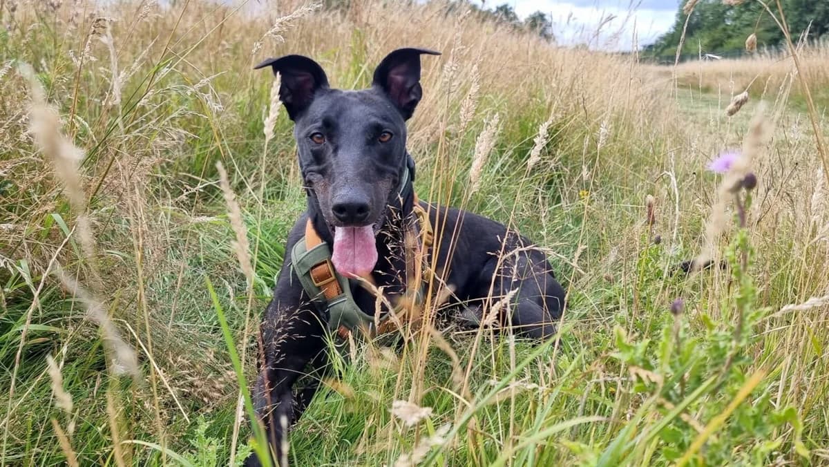 Stefan, male 4yo Lurcher for adoption at Newcastle Dog and Cat Shelter, Newcastle