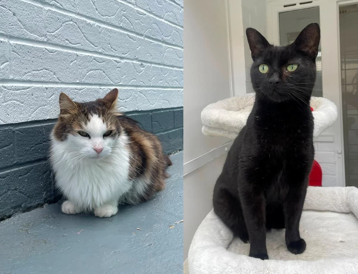 Thunder & Lightning, male 7yo Mixed Breed for adoption at Newcastle Dog and Cat Shelter, Newcastle