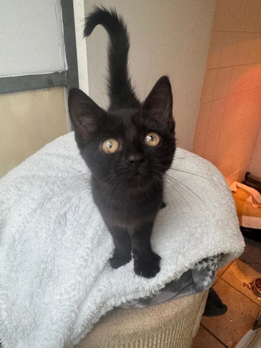 Tracey, female puppy Mixed Breed for adoption at Newcastle Dog and Cat Shelter, Newcastle