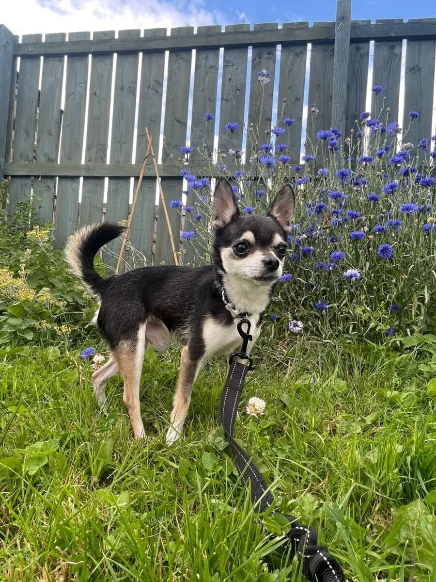 Tyke, male 7yo Chihuahua for adoption at Newcastle Dog and Cat Shelter, Newcastle