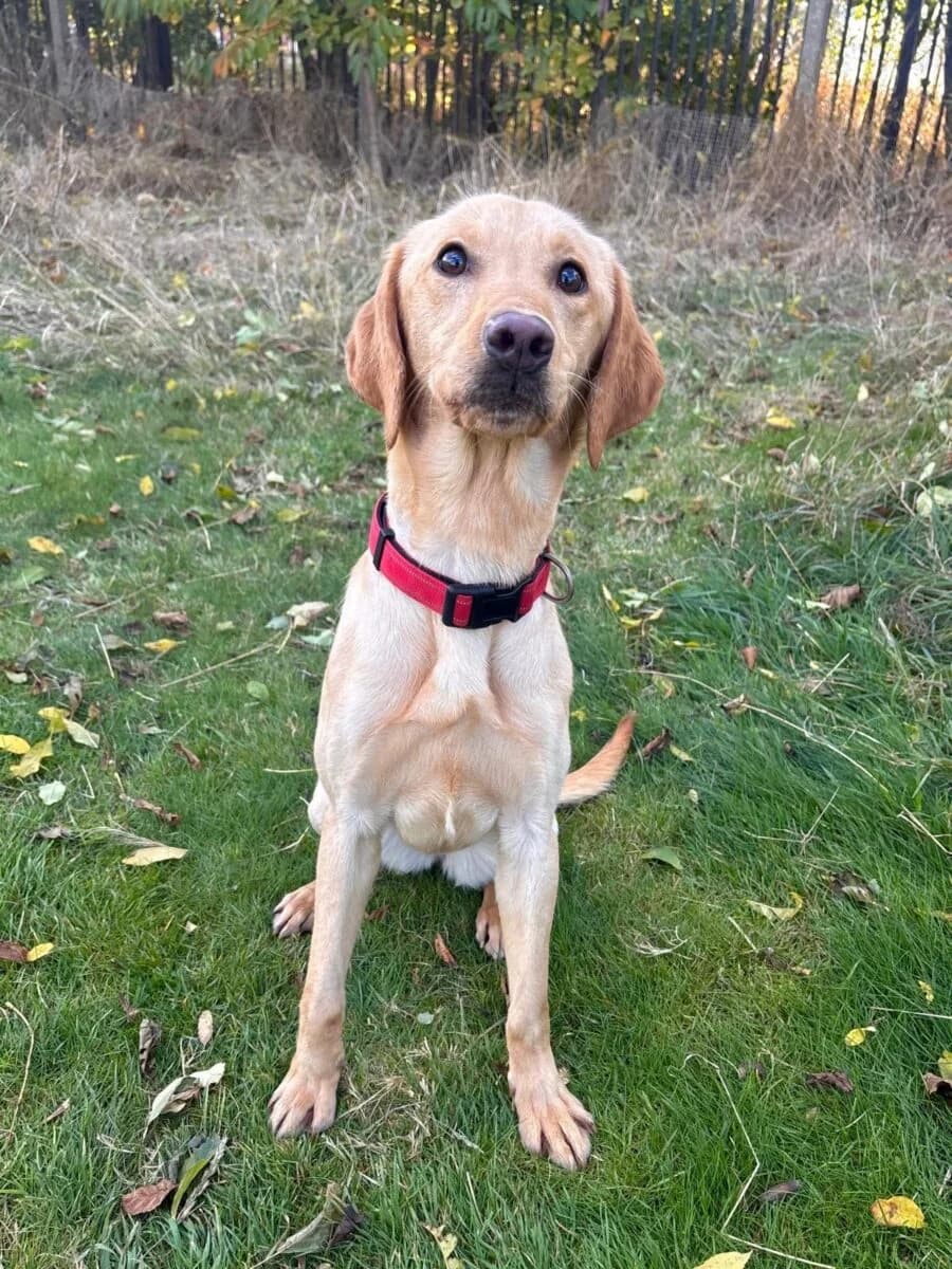Willow, female young Labrador Retriever for adoption at Newcastle Dog and Cat Shelter, Newcastle