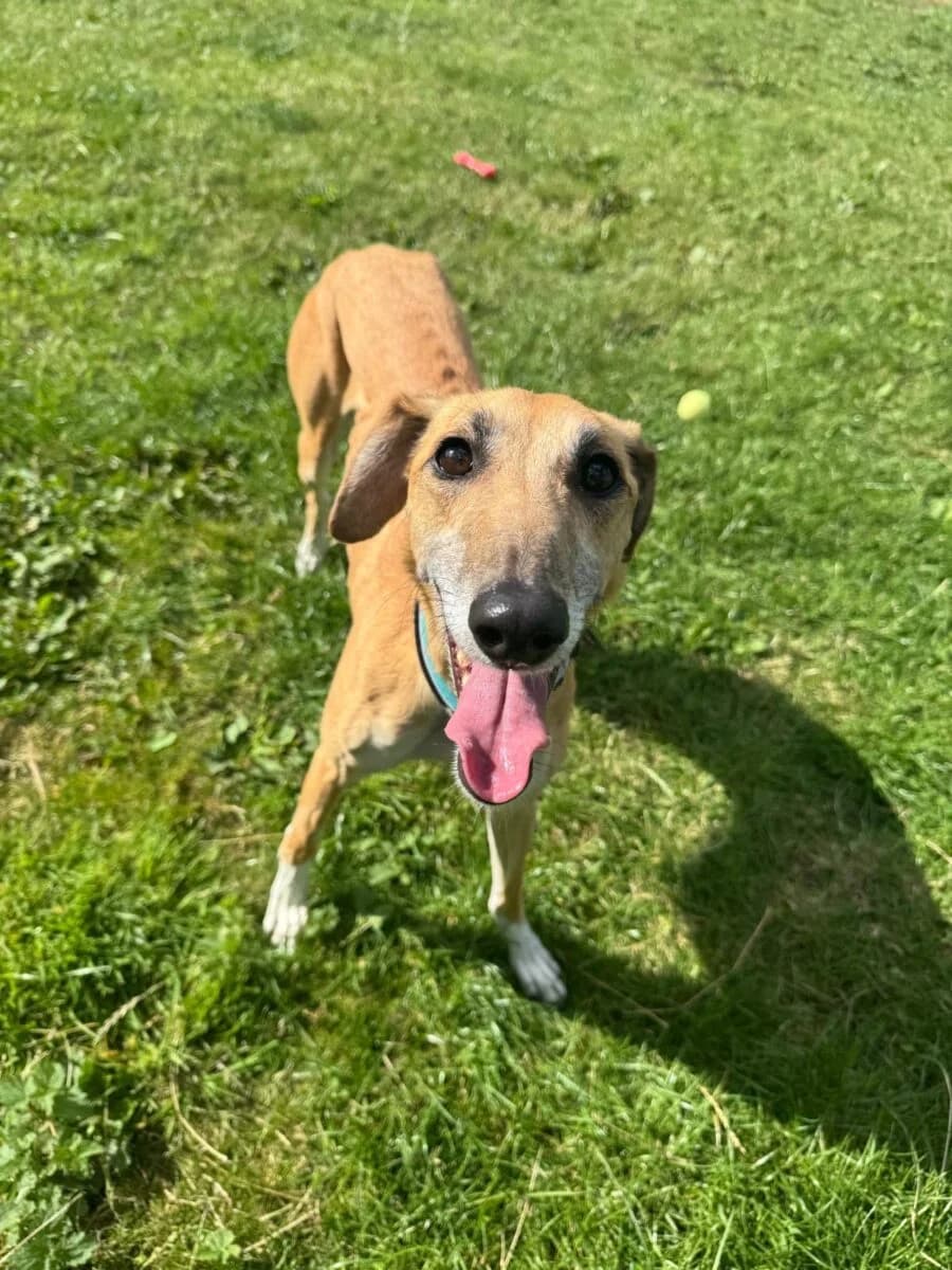 Womble, female senior Lurcher for adoption at Newcastle Dog and Cat Shelter, Newcastle