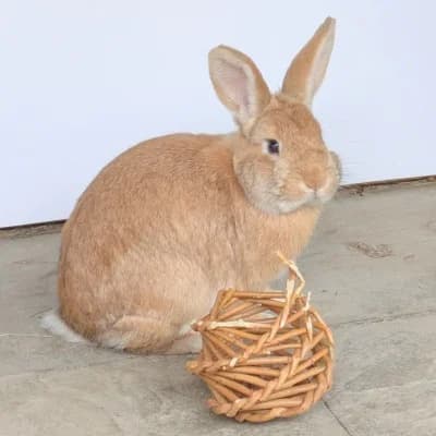 Otis, male puppy Mixed Breed for adoption at Nibbles Rodent and Rabbit Rescue