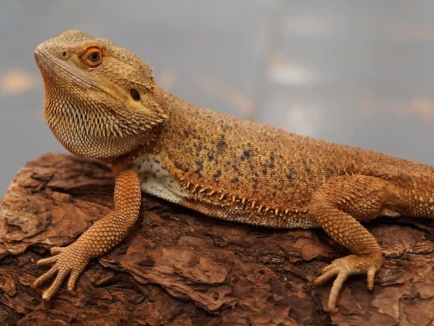 Bill- Bearded dragon, male 6yo Mixed Breed for adoption at Northern Ireland Exotic Sanctuary