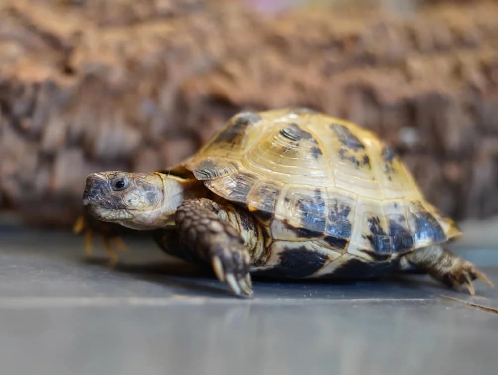 Coco - Horsfield tortoise, male 7yo Mixed Breed for adoption at Northern Ireland Exotic Sanctuary