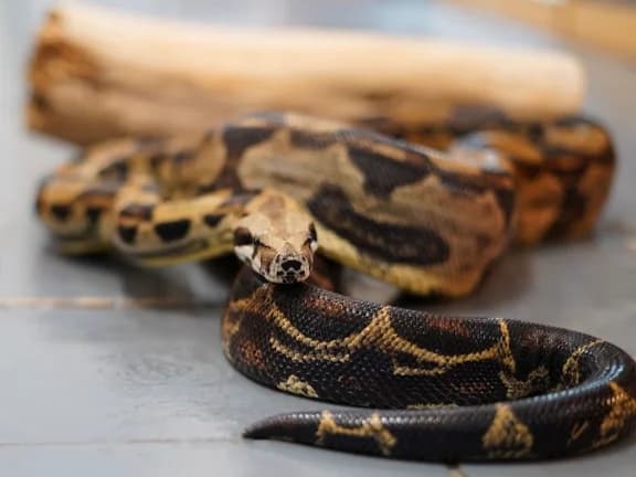 Crowley- Motley Boa, male senior Mixed Breed for adoption at Northern Ireland Exotic Sanctuary