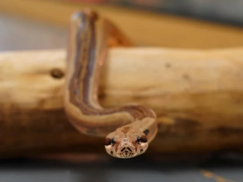 Gene- Salmon Boa, male 6yo Mixed Breed for adoption at Northern Ireland Exotic Sanctuary
