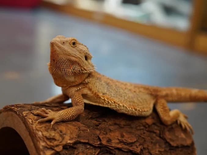 Gloria- bearded dragon, female 6yo Mixed Breed for adoption at Northern Ireland Exotic Sanctuary