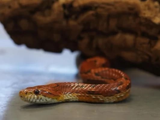 Leia- corn snake, female senior Mixed Breed for adoption at Northern Ireland Exotic Sanctuary