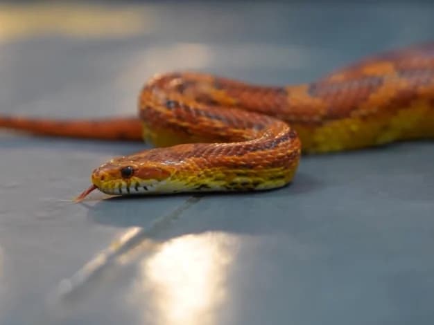 Mars- Corn snake, male 5yo Mixed Breed for adoption at Northern Ireland Exotic Sanctuary