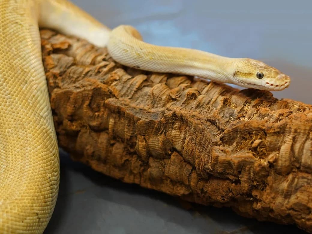 Nala- royal python, female 4yo Mixed Breed for adoption at Northern Ireland Exotic Sanctuary