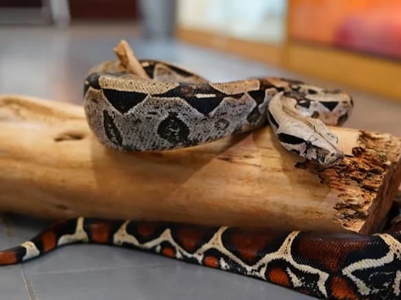 Ozzy- Red Tail Boa, male senior Mixed Breed for adoption at Northern Ireland Exotic Sanctuary