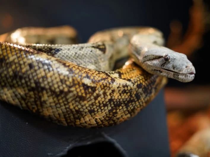 Phantom- Hog Island Boa, male senior Mixed Breed for adoption at Northern Ireland Exotic Sanctuary