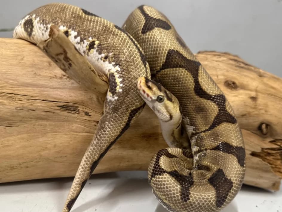 PJ- Royal Python, male senior Mixed Breed for adoption at Northern Ireland Exotic Sanctuary