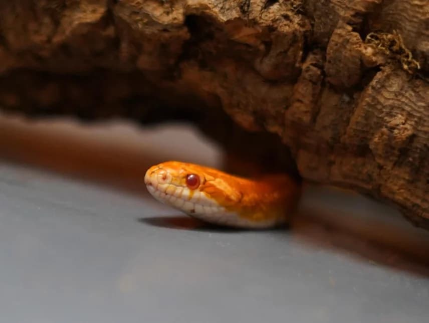 Shea-corm snake, male 3yo Mixed Breed for adoption at Northern Ireland Exotic Sanctuary