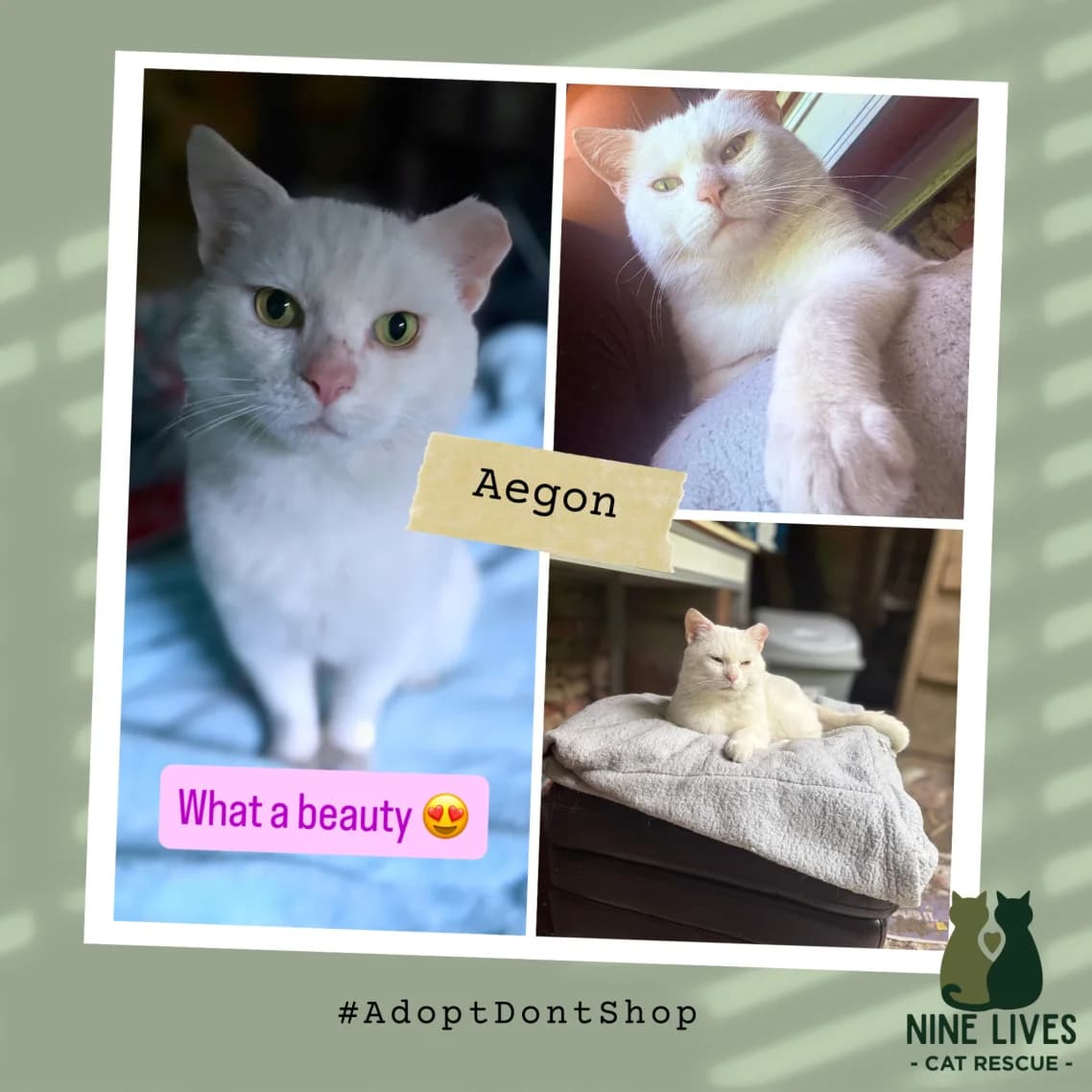 Aegon, male young Mixed Breed for adoption at Nine Lives Cat Rescue