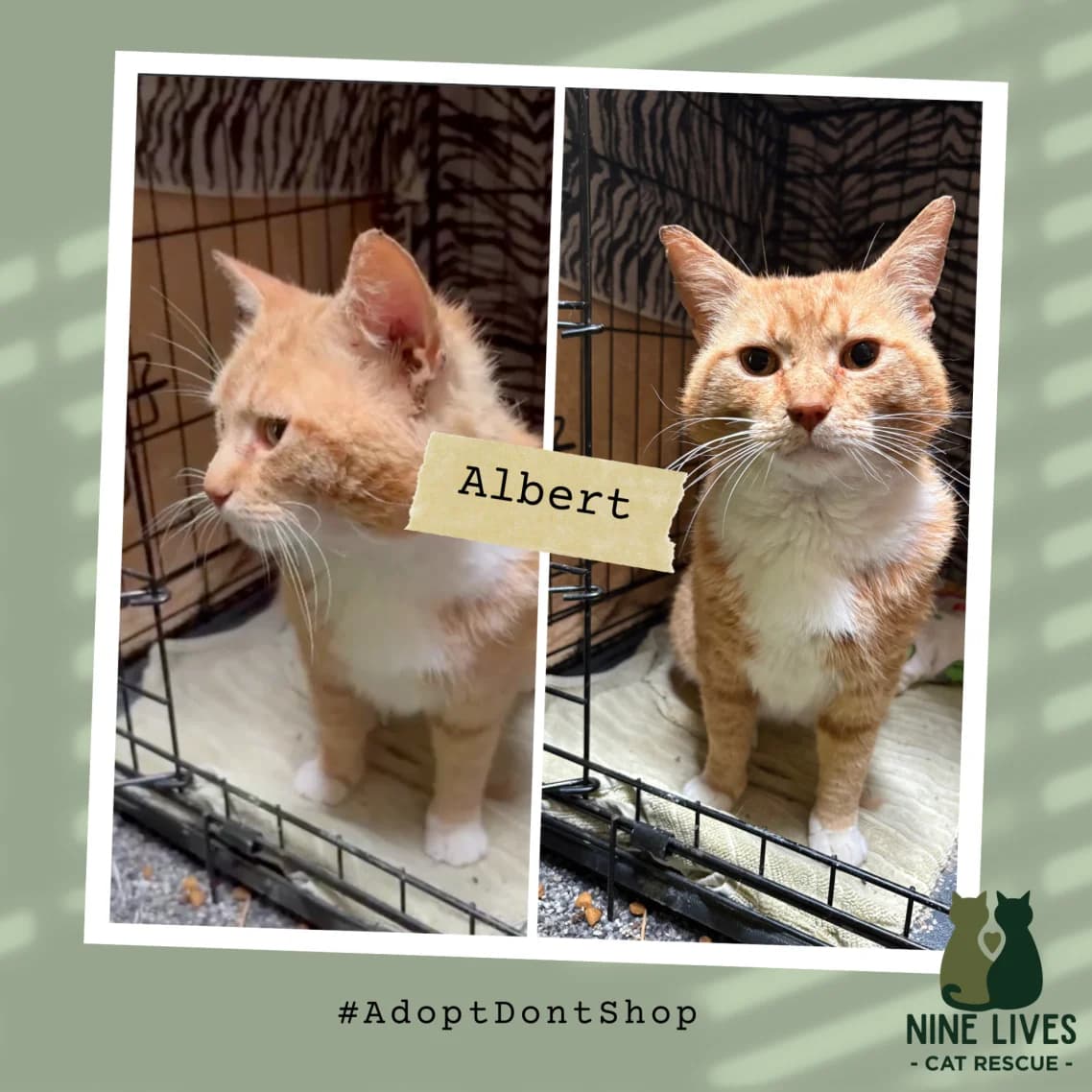 Albert, male 5yo Mixed Breed for adoption at Nine Lives Cat Rescue